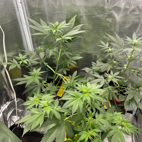 Forgotten Cookies,Purple Kush, & Mephisto Freebie(CDLCxSKYWALKERxMANGOSMILE) growlog timeline photo