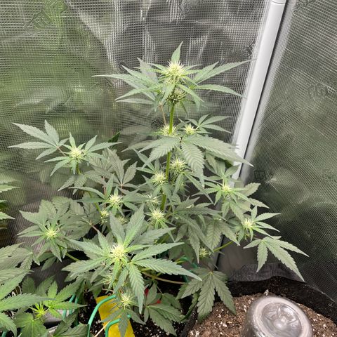 Forgotten Cookies,Purple Kush, & Mephisto Freebie(CDLCxSKYWALKERxMANGOSMILE) growlog timeline photo