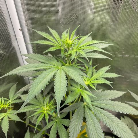 Forgotten Cookies,Purple Kush, & Mephisto Freebie(CDLCxSKYWALKERxMANGOSMILE) growlog timeline photo
