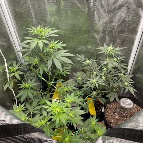 Forgotten Cookies,Purple Kush, & Mephisto Freebie(CDLCxSKYWALKERxMANGOSMILE) growlog timeline photo