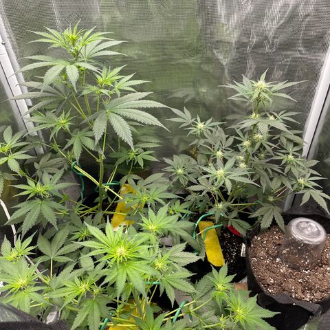 Forgotten Cookies,Purple Kush, & Mephisto Freebie(CDLCxSKYWALKERxMANGOSMILE) growlog timeline photo