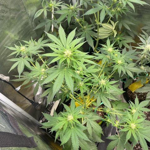 Forgotten Cookies,Purple Kush, & Mephisto Freebie(CDLCxSKYWALKERxMANGOSMILE) growlog timeline photo