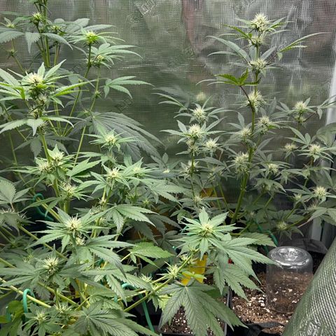 Forgotten Cookies,Purple Kush, & Mephisto Freebie(CDLCxSKYWALKERxMANGOSMILE) growlog timeline photo