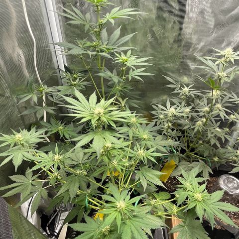 Forgotten Cookies,Purple Kush, & Mephisto Freebie(CDLCxSKYWALKERxMANGOSMILE) growlog timeline photo