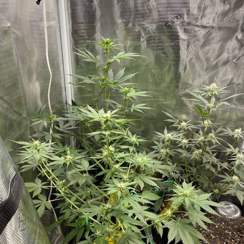 Forgotten Cookies,Purple Kush, & Mephisto Freebie(CDLCxSKYWALKERxMANGOSMILE) growlog timeline photo
