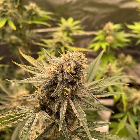 Forgotten Cookies,Purple Kush, & Mephisto Freebie(CDLCxSKYWALKERxMANGOSMILE) growlog timeline photo