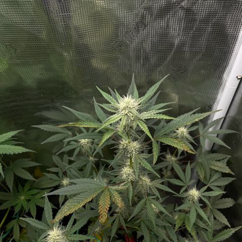 Forgotten Cookies,Purple Kush, & Mephisto Freebie(CDLCxSKYWALKERxMANGOSMILE) growlog photo: Freebie was getting locked out due to low ph adjusted back to 6.2 water cycle no nutrients 