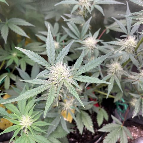 Forgotten Cookies,Purple Kush, & Mephisto Freebie(CDLCxSKYWALKERxMANGOSMILE) growlog photo: Freebie was getting locked out due to low ph adjusted back to 6.2 water cycle no nutrients 