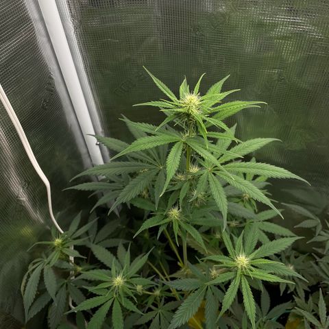 Forgotten Cookies,Purple Kush, & Mephisto Freebie(CDLCxSKYWALKERxMANGOSMILE) growlog photo: Freebie was getting locked out due to low ph adjusted back to 6.2 water cycle no nutrients 