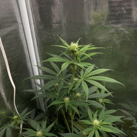 Forgotten Cookies,Purple Kush, & Mephisto Freebie(CDLCxSKYWALKERxMANGOSMILE) growlog photo: Freebie was getting locked out due to low ph adjusted back to 6.2 water cycle no nutrients 