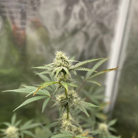 Forgotten Cookies,Purple Kush, & Mephisto Freebie(CDLCxSKYWALKERxMANGOSMILE) growlog photo: Mango smile really stretching 