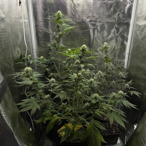 Forgotten Cookies,Purple Kush, & Mephisto Freebie(CDLCxSKYWALKERxMANGOSMILE) growlog photo: Mango smile really stretching 