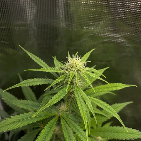 Forgotten Cookies,Purple Kush, & Mephisto Freebie(CDLCxSKYWALKERxMANGOSMILE) growlog photo: Mango smile really stretching 