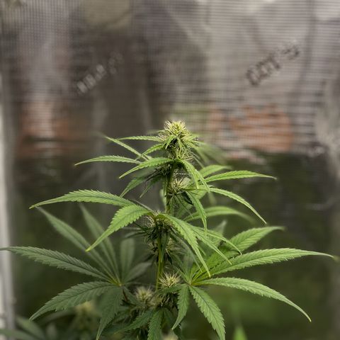 Forgotten Cookies,Purple Kush, & Mephisto Freebie(CDLCxSKYWALKERxMANGOSMILE) growlog photo: Mango smile really stretching 