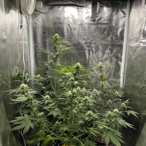Forgotten Cookies,Purple Kush, & Mephisto Freebie(CDLCxSKYWALKERxMANGOSMILE) growlog photo: Mango smile really stretching 