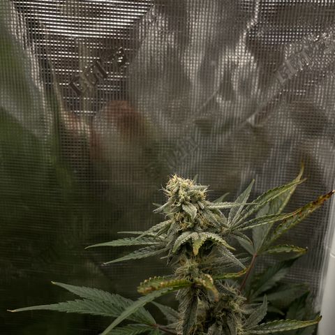 Forgotten Cookies,Purple Kush, & Mephisto Freebie(CDLCxSKYWALKERxMANGOSMILE) growlog timeline photo