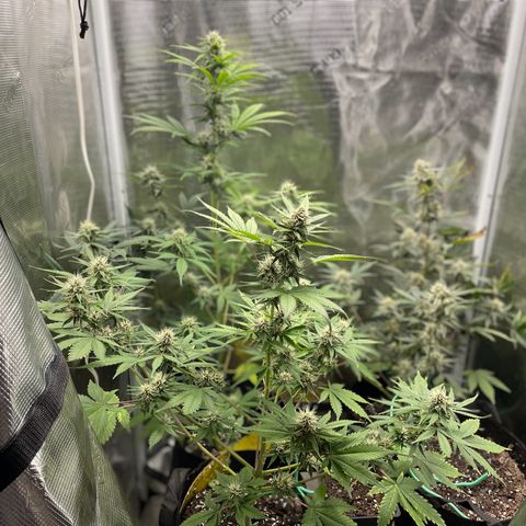 Forgotten Cookies,Purple Kush, & Mephisto Freebie(CDLCxSKYWALKERxMANGOSMILE) growlog timeline photo