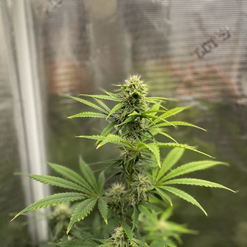 Forgotten Cookies,Purple Kush, & Mephisto Freebie(CDLCxSKYWALKERxMANGOSMILE) growlog timeline photo