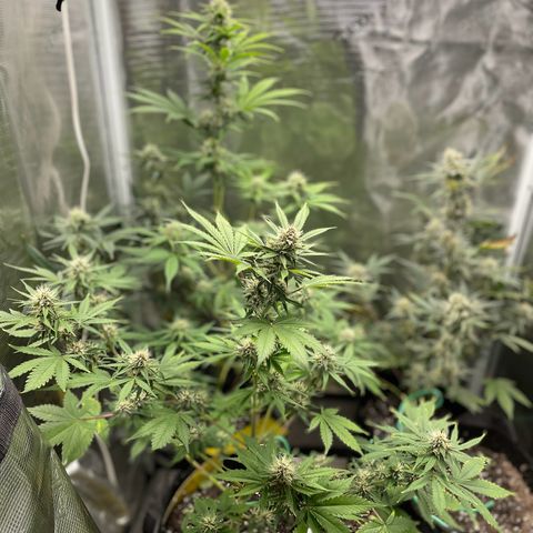Forgotten Cookies,Purple Kush, & Mephisto Freebie(CDLCxSKYWALKERxMANGOSMILE) growlog timeline photo