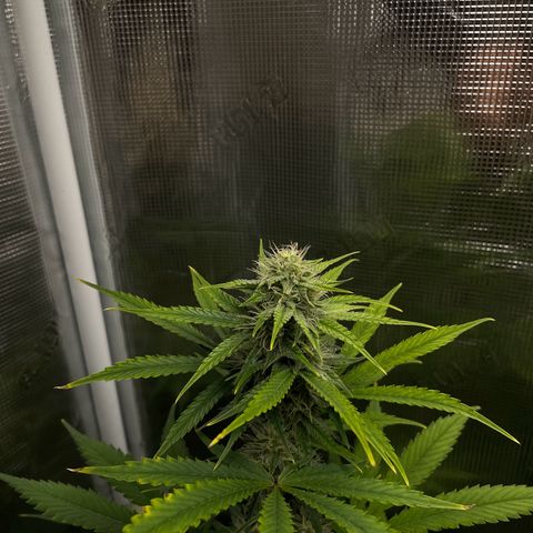 Forgotten Cookies,Purple Kush, & Mephisto Freebie(CDLCxSKYWALKERxMANGOSMILE) growlog timeline photo