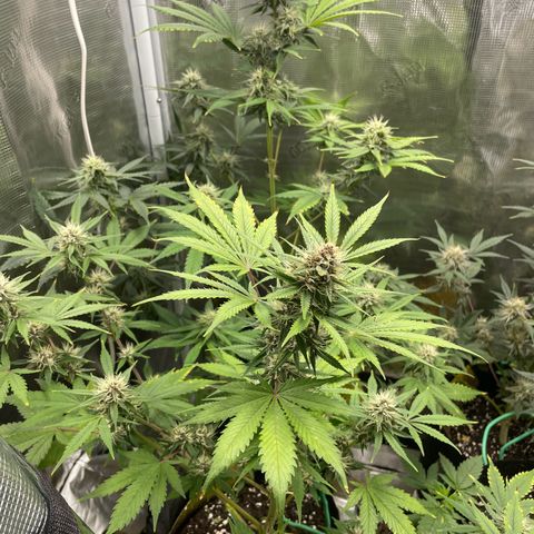 Forgotten Cookies,Purple Kush, & Mephisto Freebie(CDLCxSKYWALKERxMANGOSMILE) growlog photo: Purple Kush in front, back left mango smile, Mephisto on right 