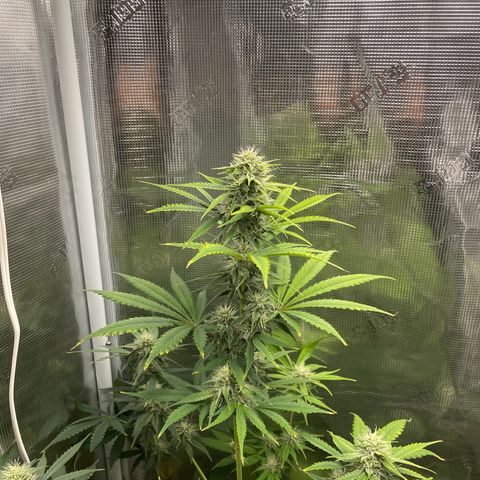 Forgotten Cookies,Purple Kush, & Mephisto Freebie(CDLCxSKYWALKERxMANGOSMILE) growlog photo: Purple Kush in front, back left mango smile, Mephisto on right 