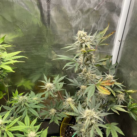 Forgotten Cookies,Purple Kush, & Mephisto Freebie(CDLCxSKYWALKERxMANGOSMILE) growlog photo: Purple Kush in front, back left mango smile, Mephisto on right 