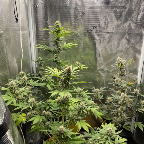 Forgotten Cookies,Purple Kush, & Mephisto Freebie(CDLCxSKYWALKERxMANGOSMILE) growlog timeline photo