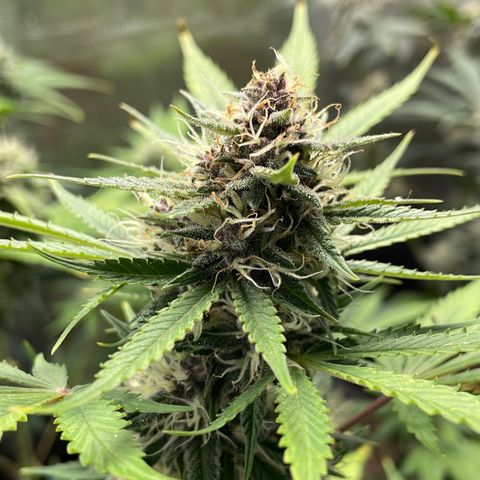 Forgotten Cookies,Purple Kush, & Mephisto Freebie(CDLCxSKYWALKERxMANGOSMILE) growlog timeline photo