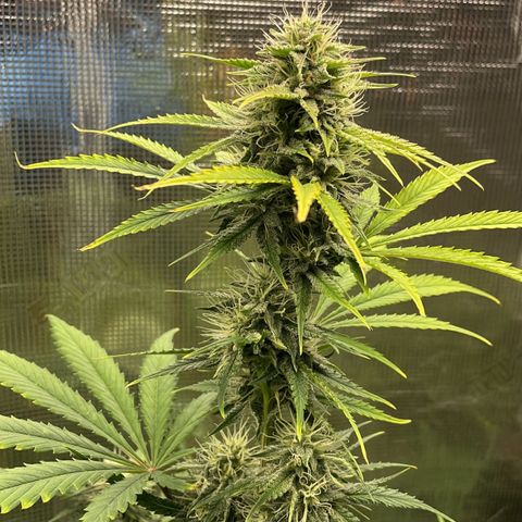 Forgotten Cookies,Purple Kush, & Mephisto Freebie(CDLCxSKYWALKERxMANGOSMILE) growlog timeline photo