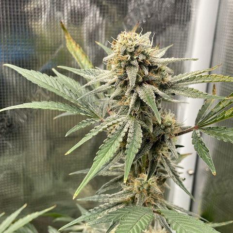 Forgotten Cookies,Purple Kush, & Mephisto Freebie(CDLCxSKYWALKERxMANGOSMILE) growlog timeline photo