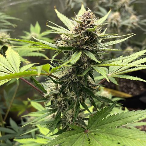 Forgotten Cookies,Purple Kush, & Mephisto Freebie(CDLCxSKYWALKERxMANGOSMILE) growlog timeline photo