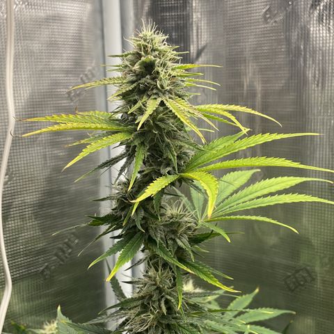 Forgotten Cookies,Purple Kush, & Mephisto Freebie(CDLCxSKYWALKERxMANGOSMILE) growlog timeline photo