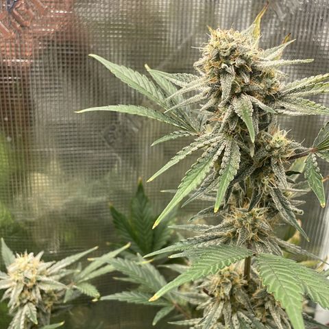 Forgotten Cookies,Purple Kush, & Mephisto Freebie(CDLCxSKYWALKERxMANGOSMILE) growlog timeline photo