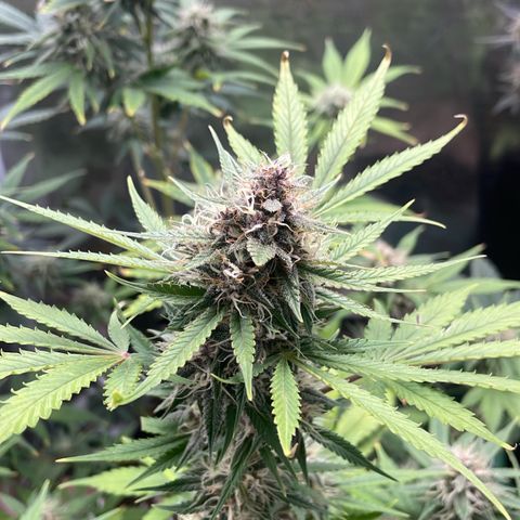 Forgotten Cookies,Purple Kush, & Mephisto Freebie(CDLCxSKYWALKERxMANGOSMILE) growlog timeline photo