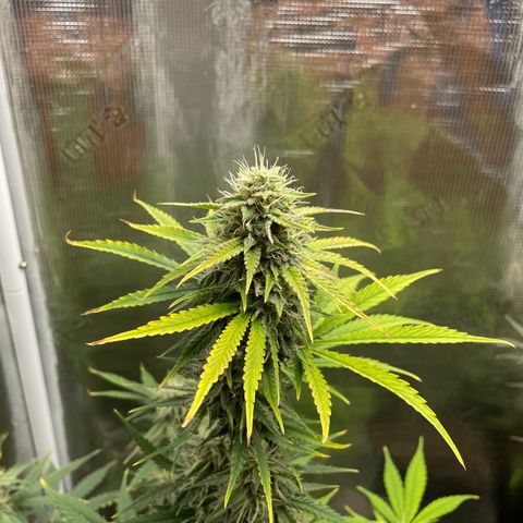 Forgotten Cookies,Purple Kush, & Mephisto Freebie(CDLCxSKYWALKERxMANGOSMILE) growlog timeline photo