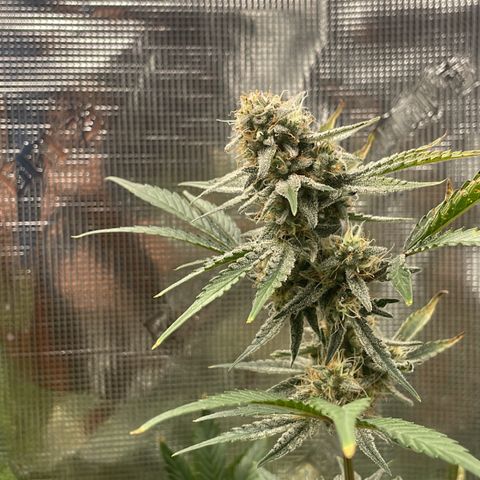 Forgotten Cookies,Purple Kush, & Mephisto Freebie(CDLCxSKYWALKERxMANGOSMILE) growlog timeline photo