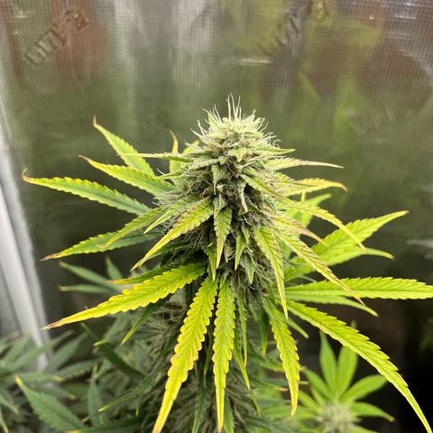 Forgotten Cookies,Purple Kush, & Mephisto Freebie(CDLCxSKYWALKERxMANGOSMILE) growlog timeline photo