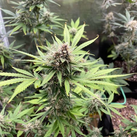 Forgotten Cookies,Purple Kush, & Mephisto Freebie(CDLCxSKYWALKERxMANGOSMILE) growlog timeline photo