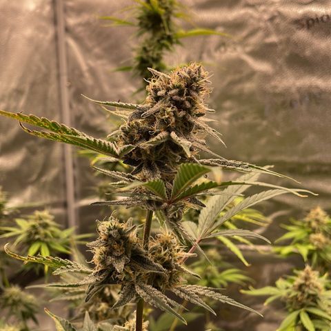 Forgotten Cookies,Purple Kush, & Mephisto Freebie(CDLCxSKYWALKERxMANGOSMILE) growlog timeline photo