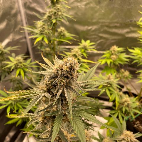 Forgotten Cookies,Purple Kush, & Mephisto Freebie(CDLCxSKYWALKERxMANGOSMILE) growlog timeline photo