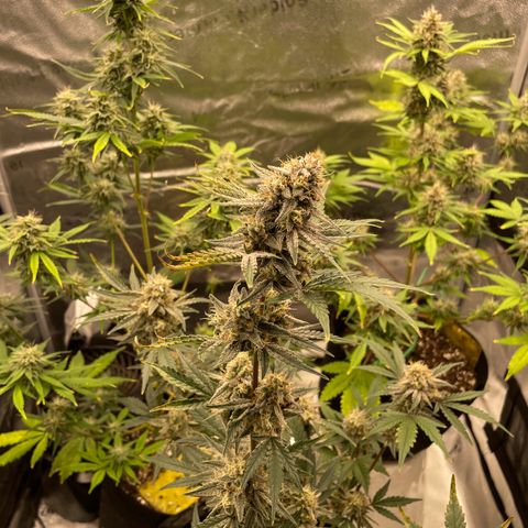 Forgotten Cookies,Purple Kush, & Mephisto Freebie(CDLCxSKYWALKERxMANGOSMILE) growlog timeline photo