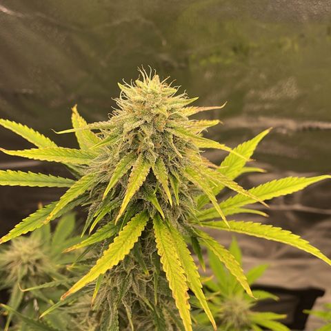 Forgotten Cookies,Purple Kush, & Mephisto Freebie(CDLCxSKYWALKERxMANGOSMILE) growlog timeline photo