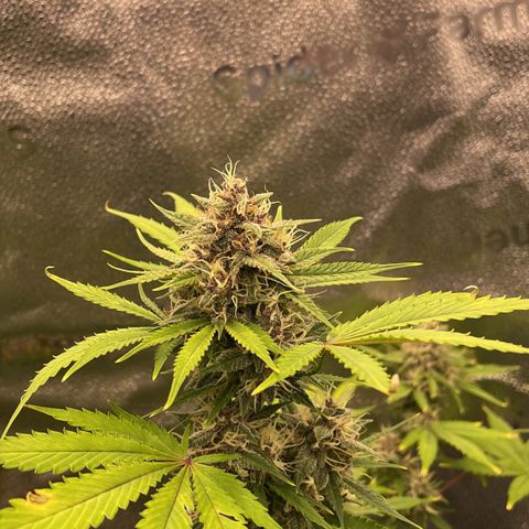Forgotten Cookies,Purple Kush, & Mephisto Freebie(CDLCxSKYWALKERxMANGOSMILE) growlog timeline photo