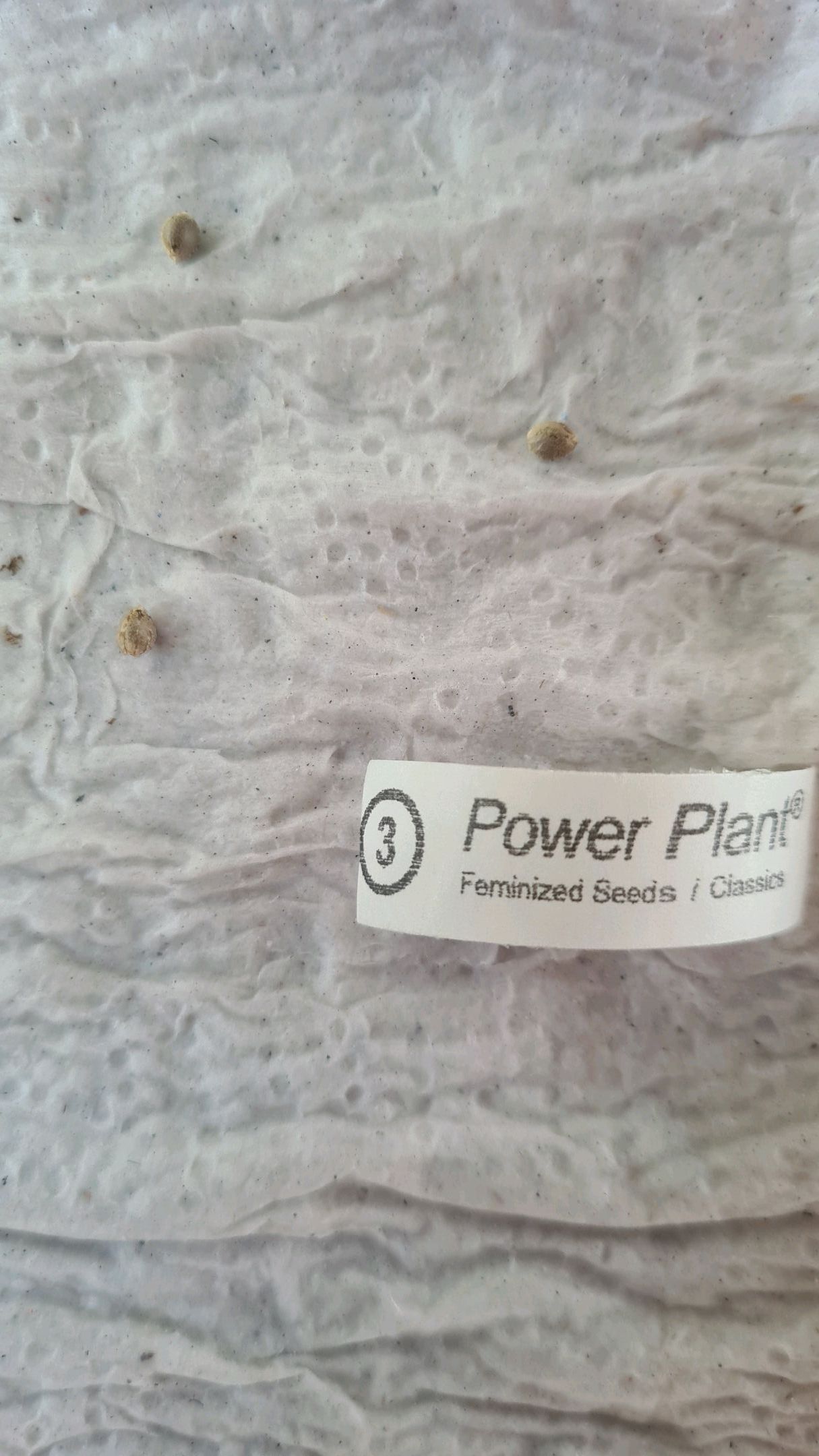 3 Power Plant growlog header