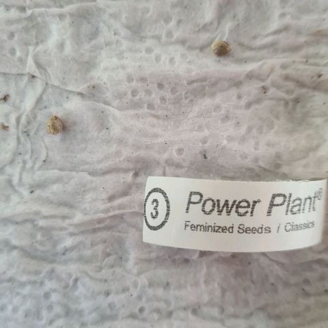 3 Power Plant growlog photo