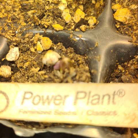 3 Power Plant growlog photo
