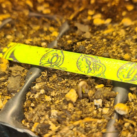 6 Gas Cookies growlog timeline photo