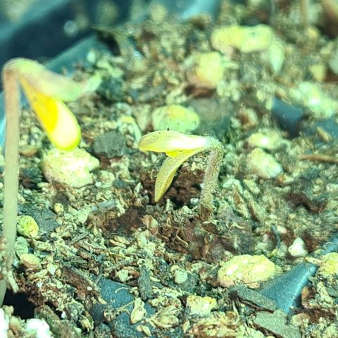 56 Hawaiian Shark  growlog timeline photo