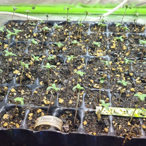 56 Hawaiian Shark  growlog timeline photo